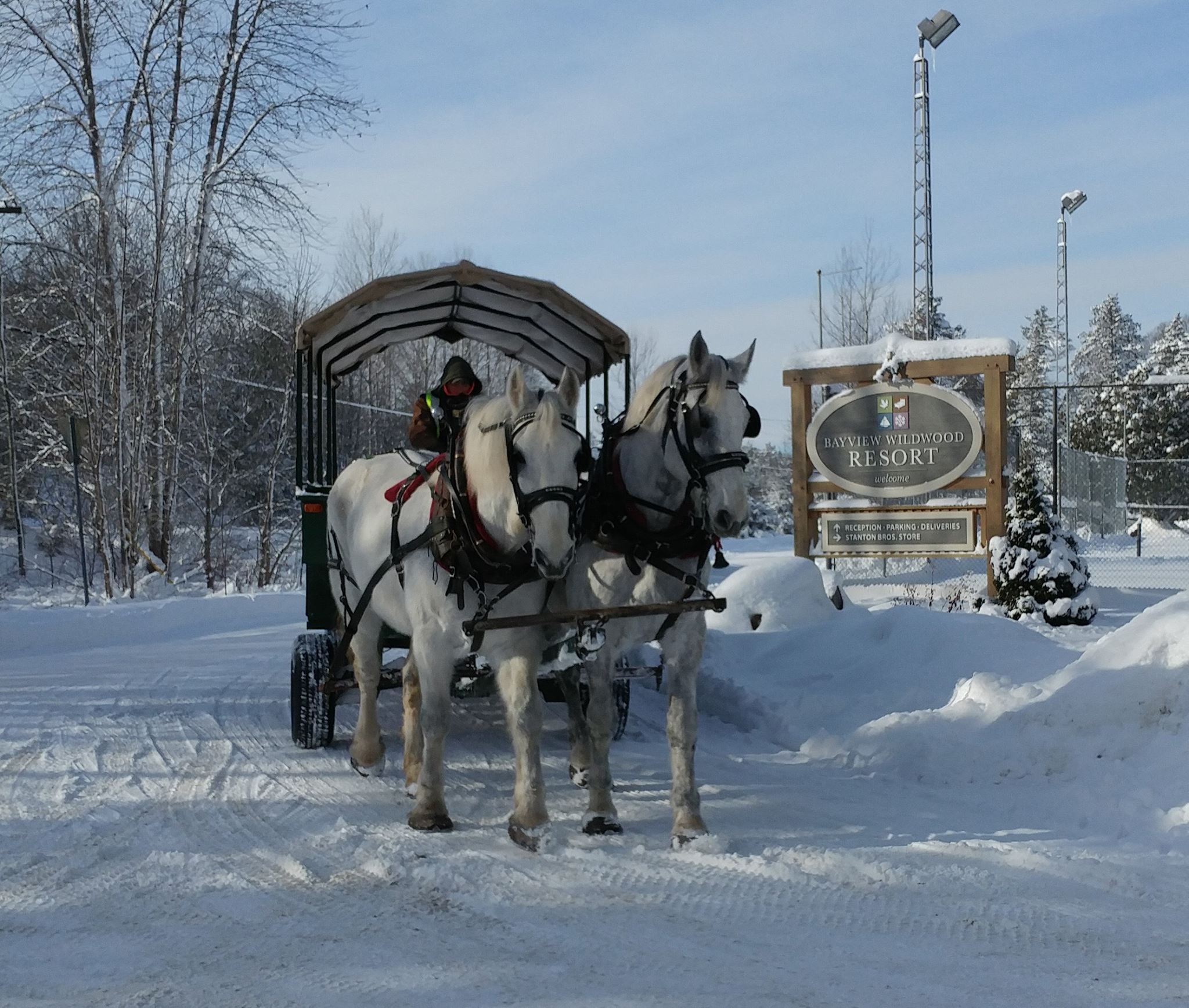 winter horse and wagon (1)